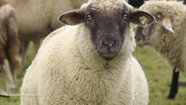Sheep-Herd-Grazing