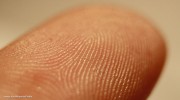 Fingerprint-Detail-Wikipedia-Frettie